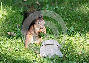 Little red squirrel standing in green grass in park and eating n