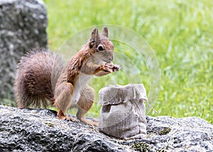 Little red squirrel standing on grey stone in park and stealing