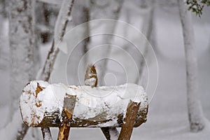 Little Red Squirrel in Winter