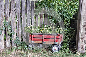 little red wagon of flowers in garden