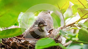Little red-whiskered bulbul (Pycnonotus jocosus) bird living in a bird\'s nest