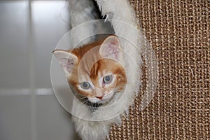 a little red and white kitten lies in the cave of the scratching post and looks out