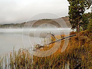 Little Redfish lake in fog with downed tree