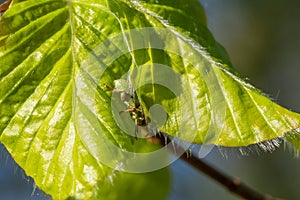 Little reen beetle on big green leaf under sun shine. Close-up.