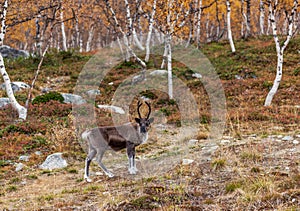 Reindeer in the forest, Lapland, Finland