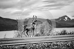 Little reindeer on the road, mountains in the background, Lapland, Finland