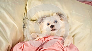 Little relaxed dog lying on bed. Little white dog with blue eyes lying on bed at home. Pet friendly accommodation: dog asleep on