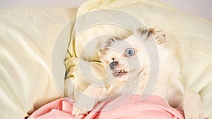 Little relaxed dog lying on bed. Little white dog with blue eyes lying on bed at home. Pet friendly accommodation: dog asleep on