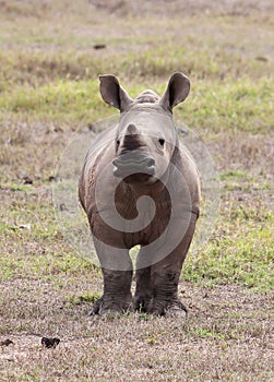 Little Rhino in Africa