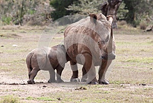 Little Rhino in Africa