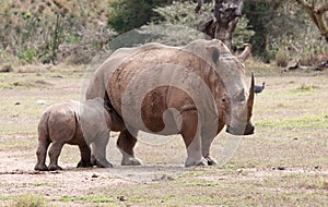 Little Rhino in Africa