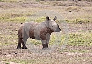 Little Rhino in Africa