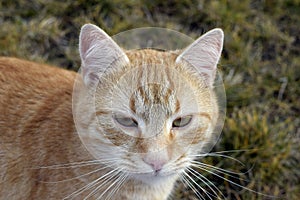 Little Richard is our neighbour and family cat photo