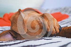 Little Ricochet Puppy breeds Pincher closes the paw eye during sleep portrait