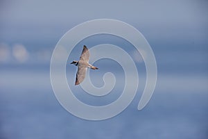 Little ringed Plaver in flight