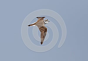 Little ringed Plover