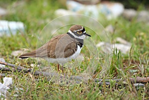Little ringed plover