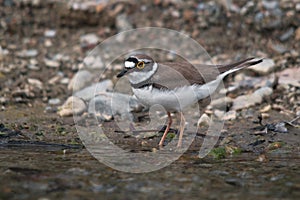 Little Ringed plover