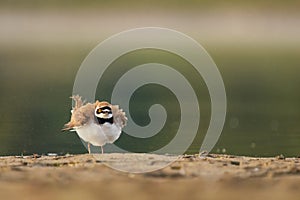 Little ringed plover after bath, Charadrius dubius.