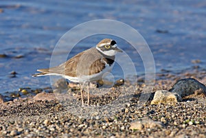 Little Ringed Plover on beach