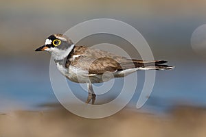 Little Ringed Plover with beautiful background