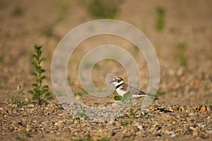 Little ringed plover bird on the ground with pebbles and plants.