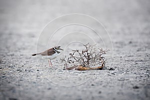 Little ringed plover bird on the lake shore