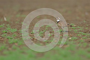 Little ringed plover bird, natural, nature