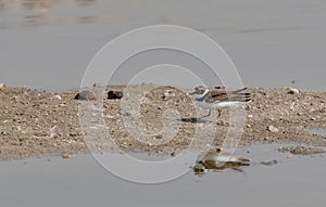 Little-Ringed Plover bird near water body