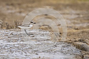 Little ringed plover charadrius dubis in