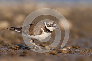 Little ringed plover, Charadrius dubius.