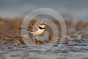 Little ringed plover, Charadrius dubius.