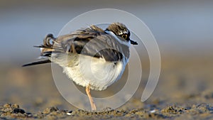 Little ringed plover Charadrius dubius