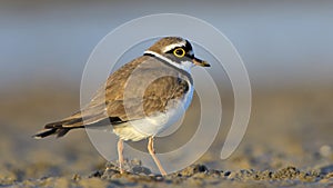 Little ringed plover Charadrius dubius