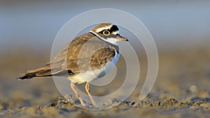 Little ringed plover & x28;Charadrius dubius& x29;