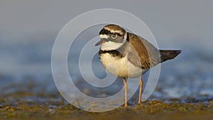 Little ringed plover Charadrius dubius