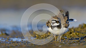 Little ringed plover Charadrius dubius