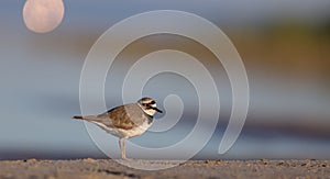 Little Ringed Plover - Charadrius dubius