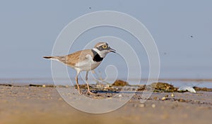 Little Ringed Plover - Charadrius dubius