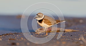 Little Ringed Plover - Charadrius dubius