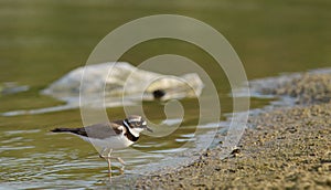 Little Ringed Plover Charadrius dubius