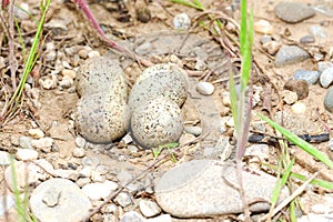 Little ringed plover ( Charadrius dubius ) photo