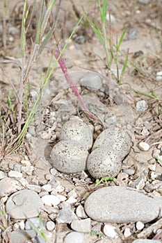 Little ringed plover ( Charadrius dubius )