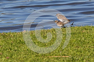 Little ringed plover Charadrius dubius