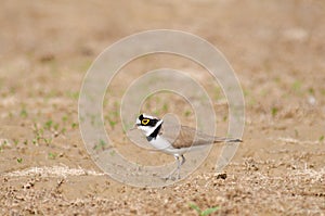 Little Ringed Plover Charadrius dubius photo