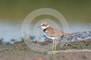 Little ringed plover ( Charadrius dubius )