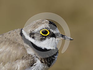 Little-ringed plover, Charadrius dubius