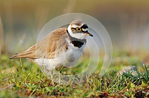 The little ringed plover Charadrius dubius