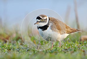 The little ringed plover Charadrius dubius