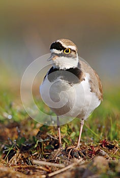 The little ringed plover Charadrius dubius